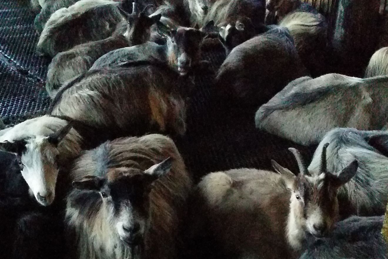 geiter Andrea Dijkstra