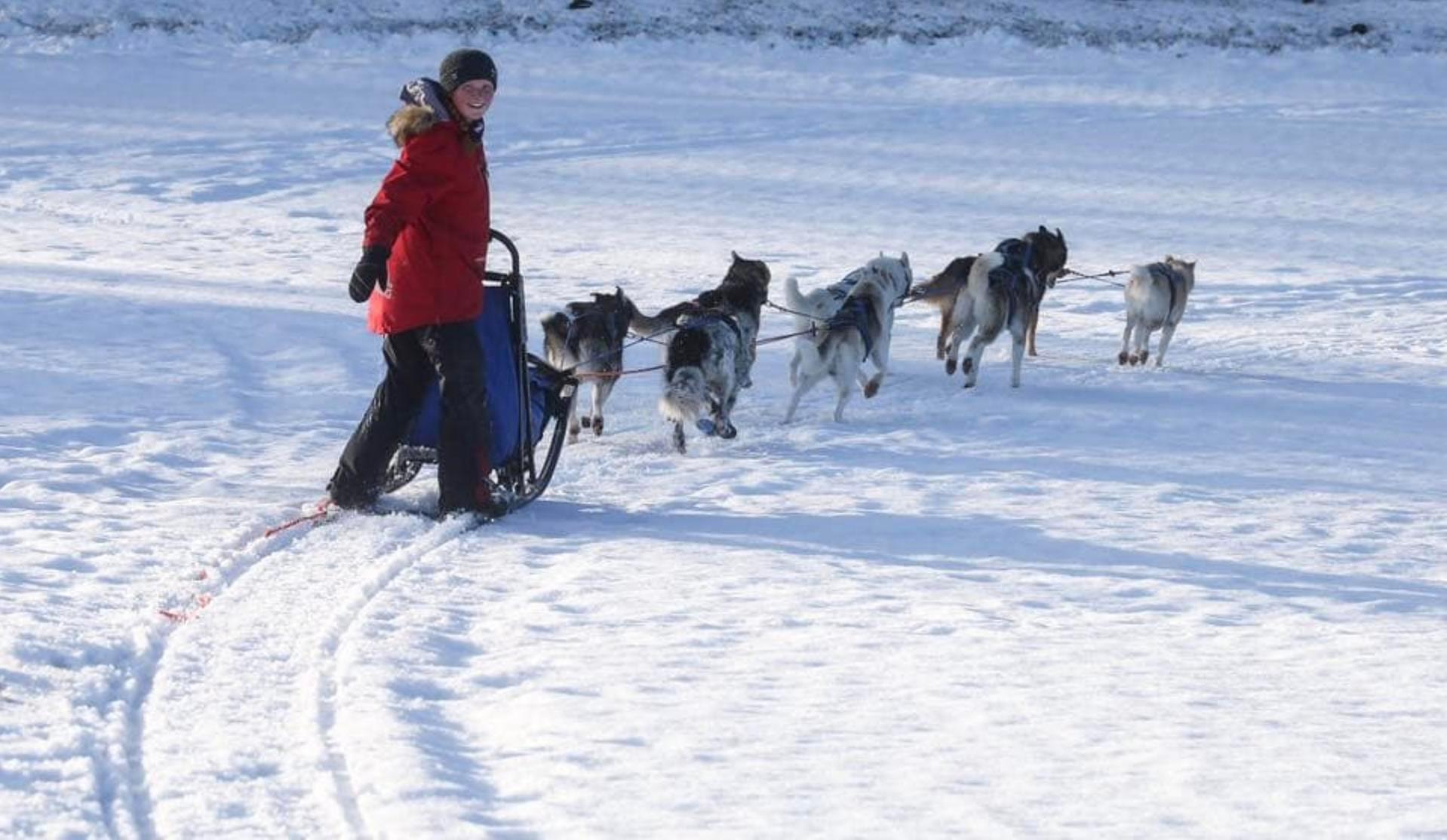 Bergvang Farm - Dog Sledding