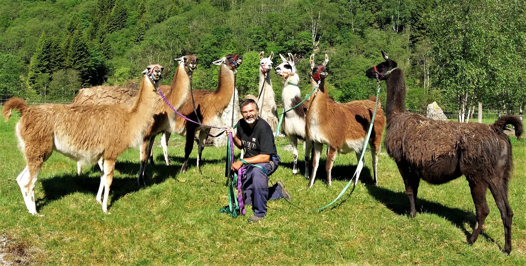Skjolden Llamas