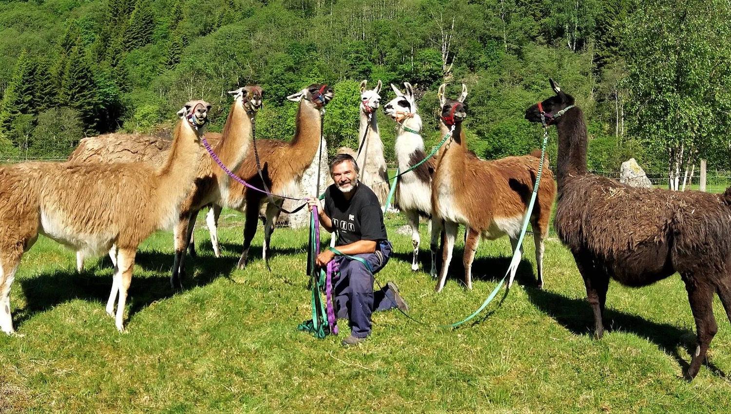 Skjolden Llamas