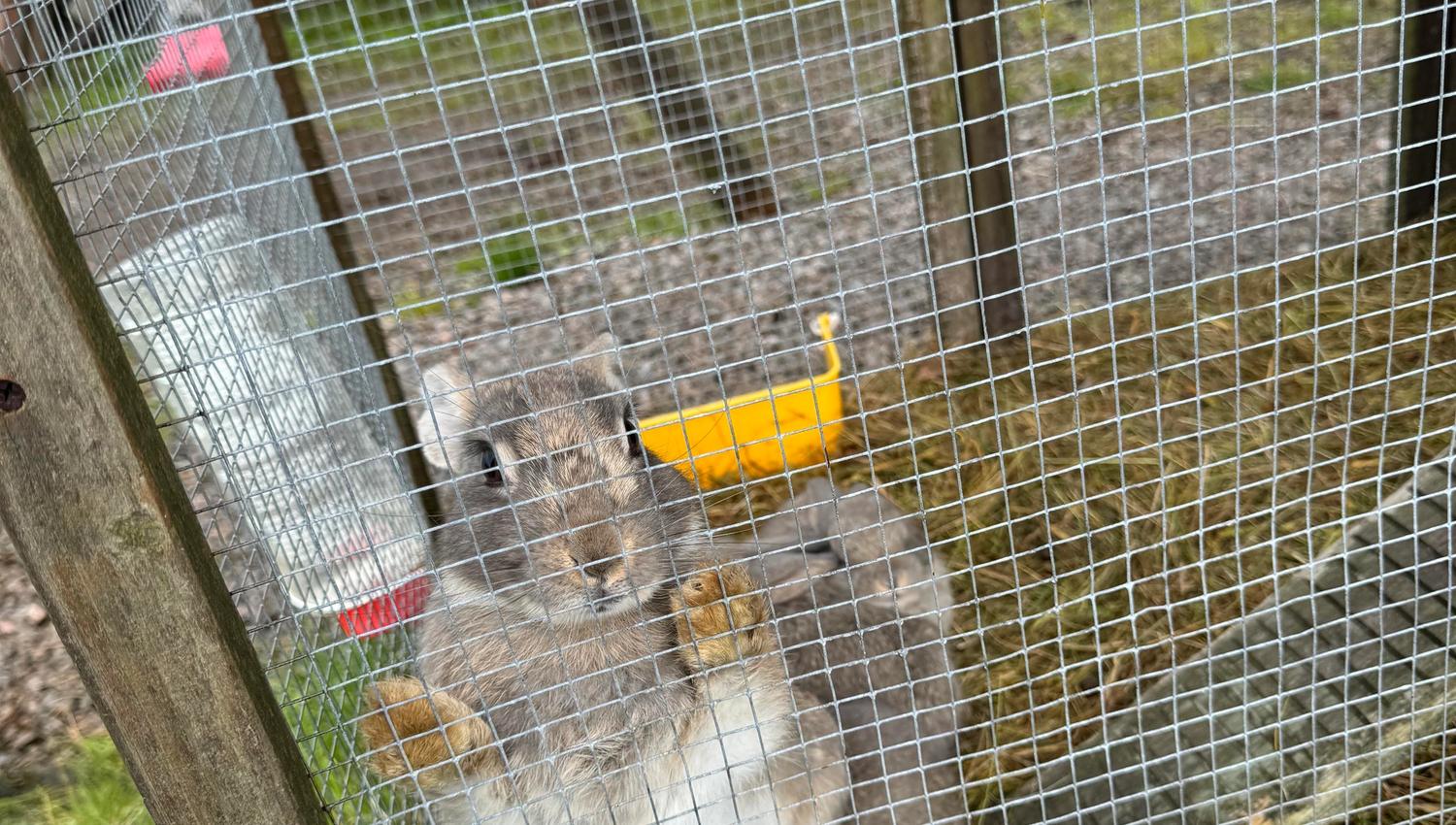 Brun kanin i bur på Høgetveits Naturcamp