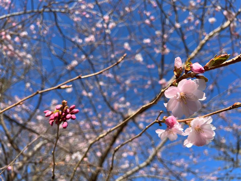 Cerasus Accolade Botanisk hage