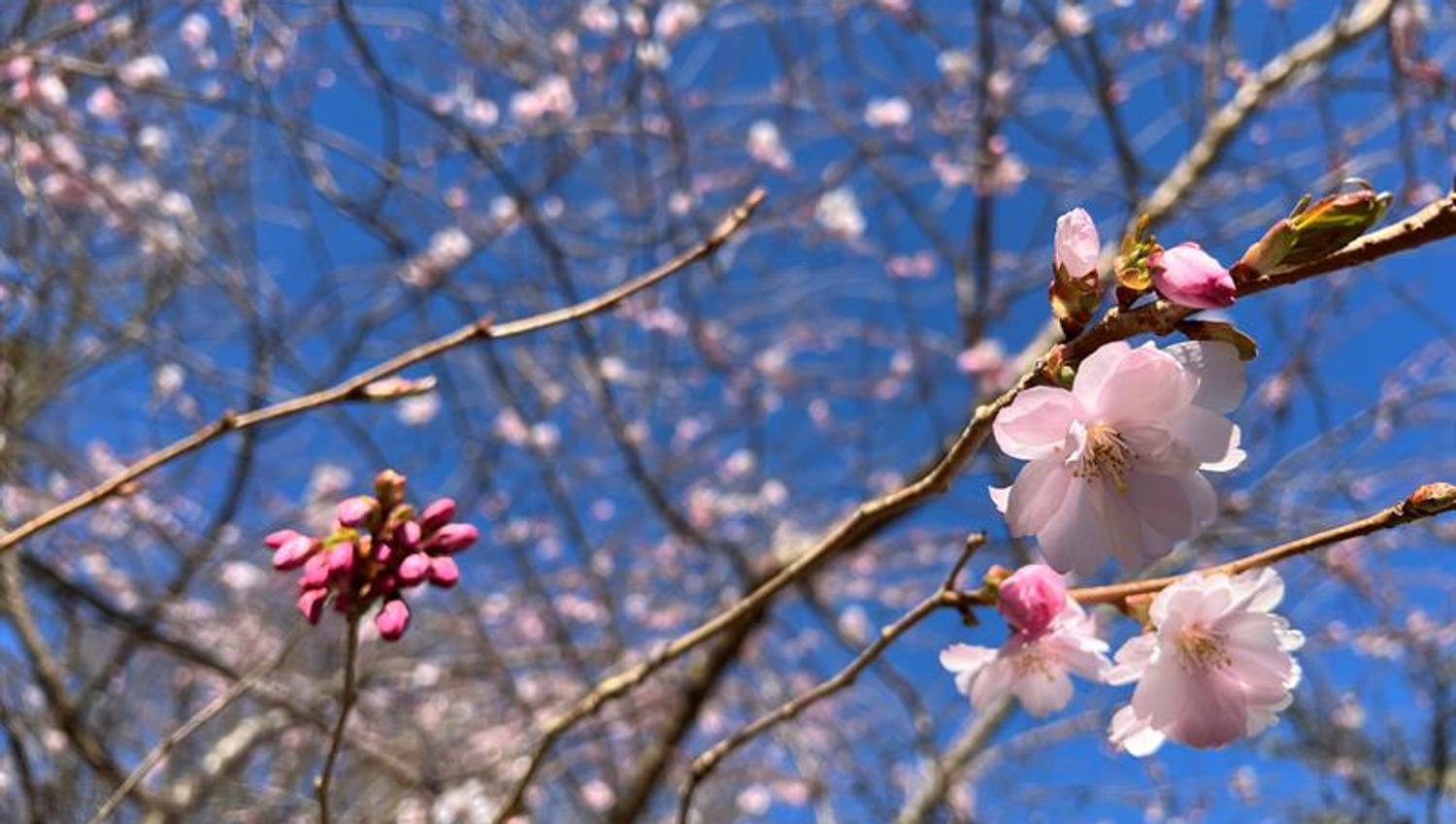 Cerasus Accolade Botanisk hage