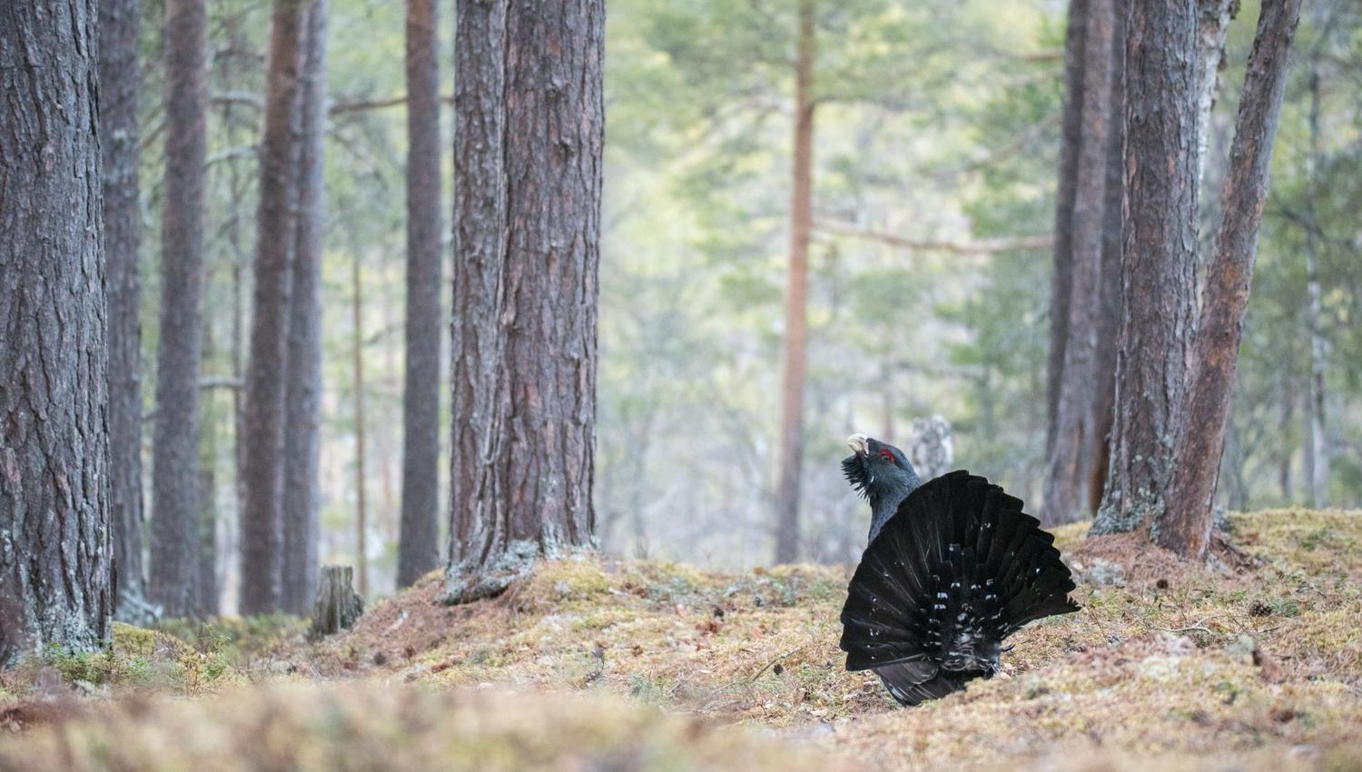 Tiurleik