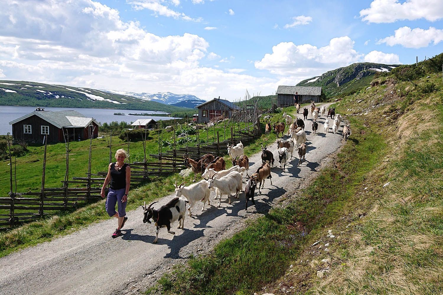 En geiteflokk geleides av budeia inn motstølen.