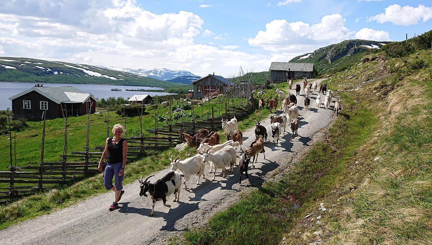 En geiteflokk geleides av budeia inn motstølen.