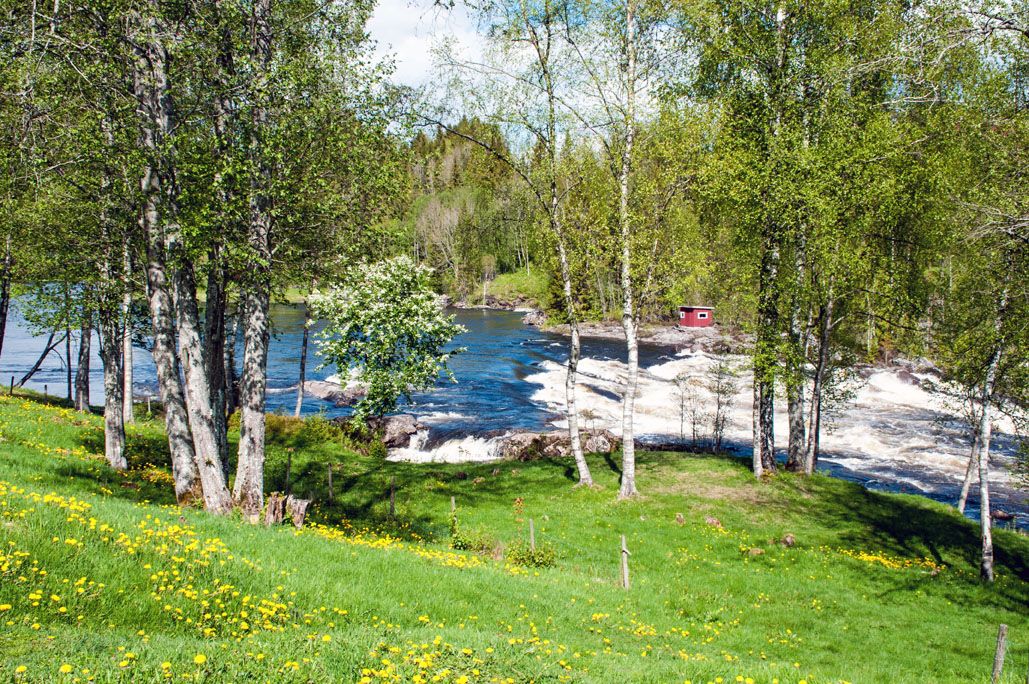Grønn plen med tre ved siden av fossen i elva