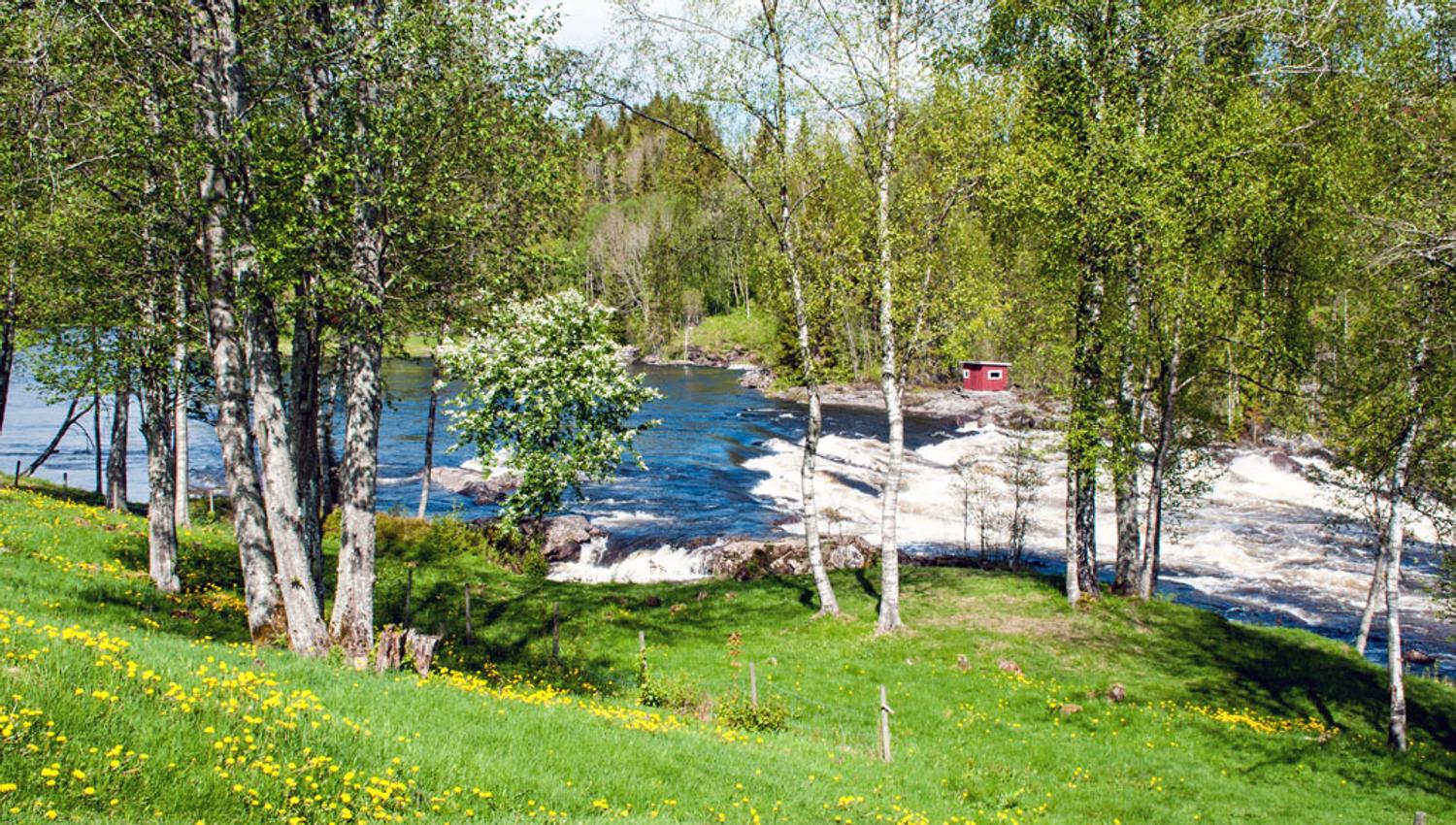 Grønn plen med tre ved siden av fossen i elva