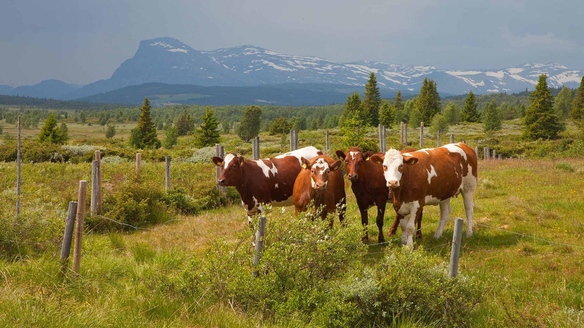 Kyr som beiter på fjellet. Fjell i bakgrunnen.