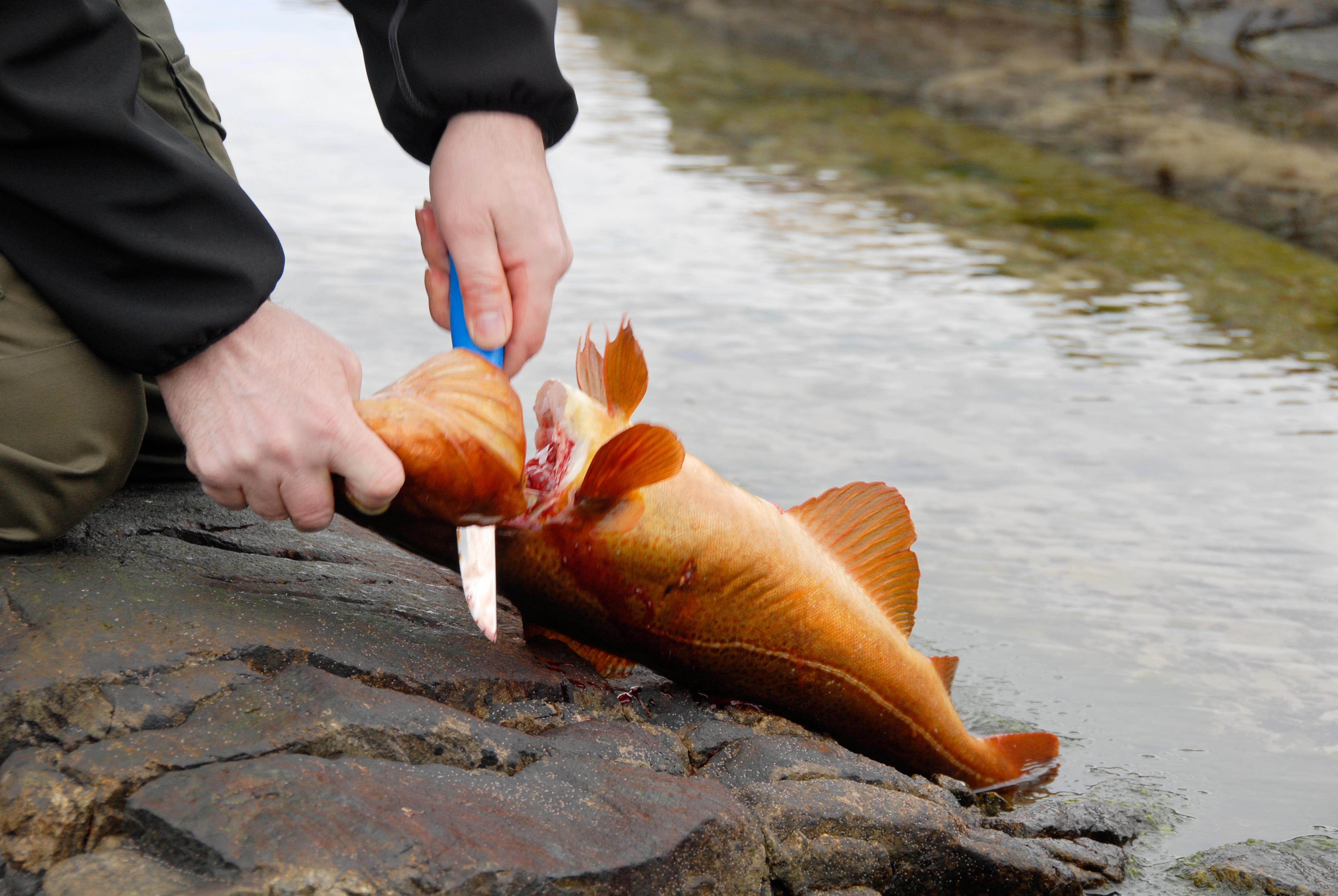 Nordsjøløypa Mølstrevåg - Buavåg