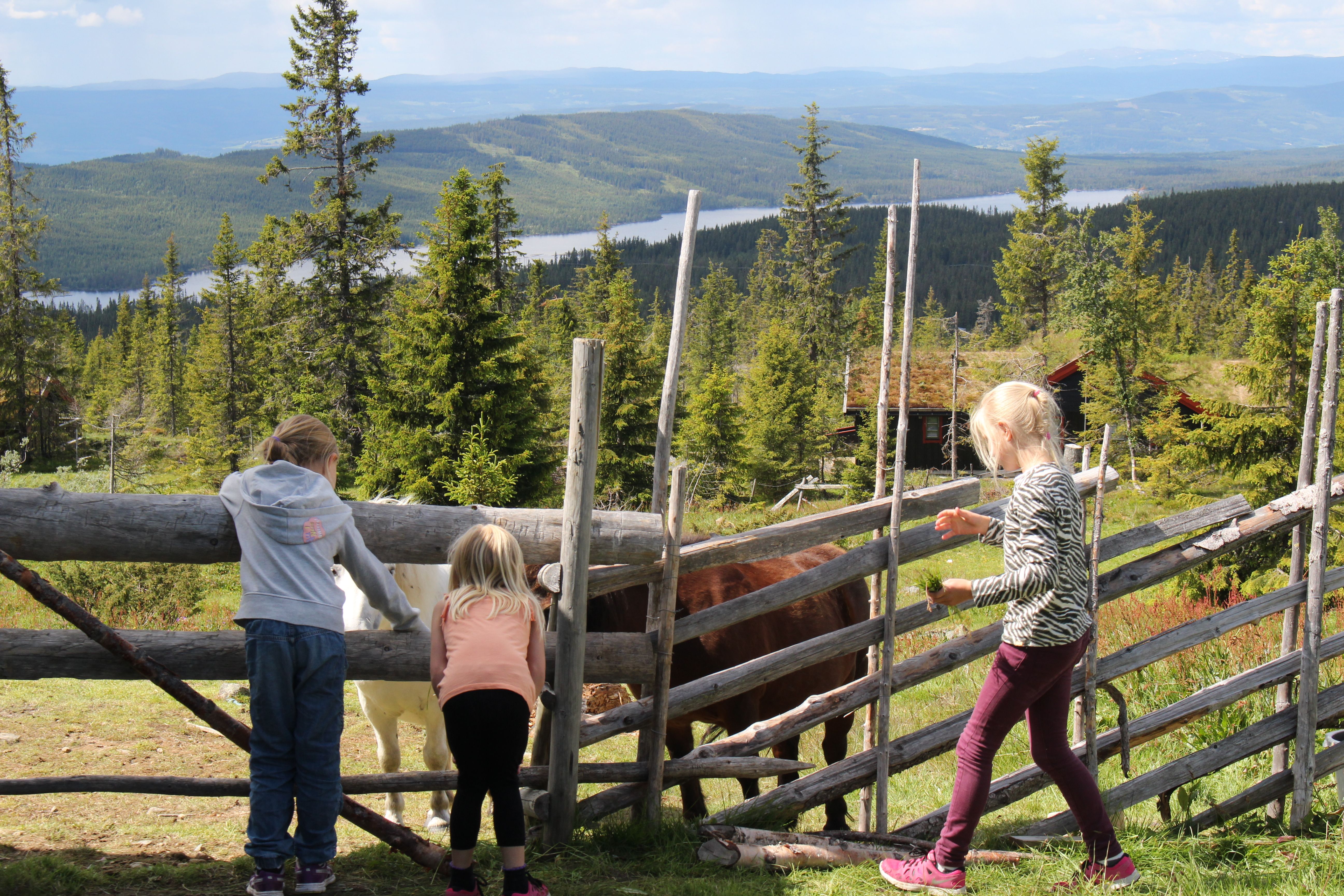 Barn hilser på kuene nær Rustad Hotell & Fjellstue