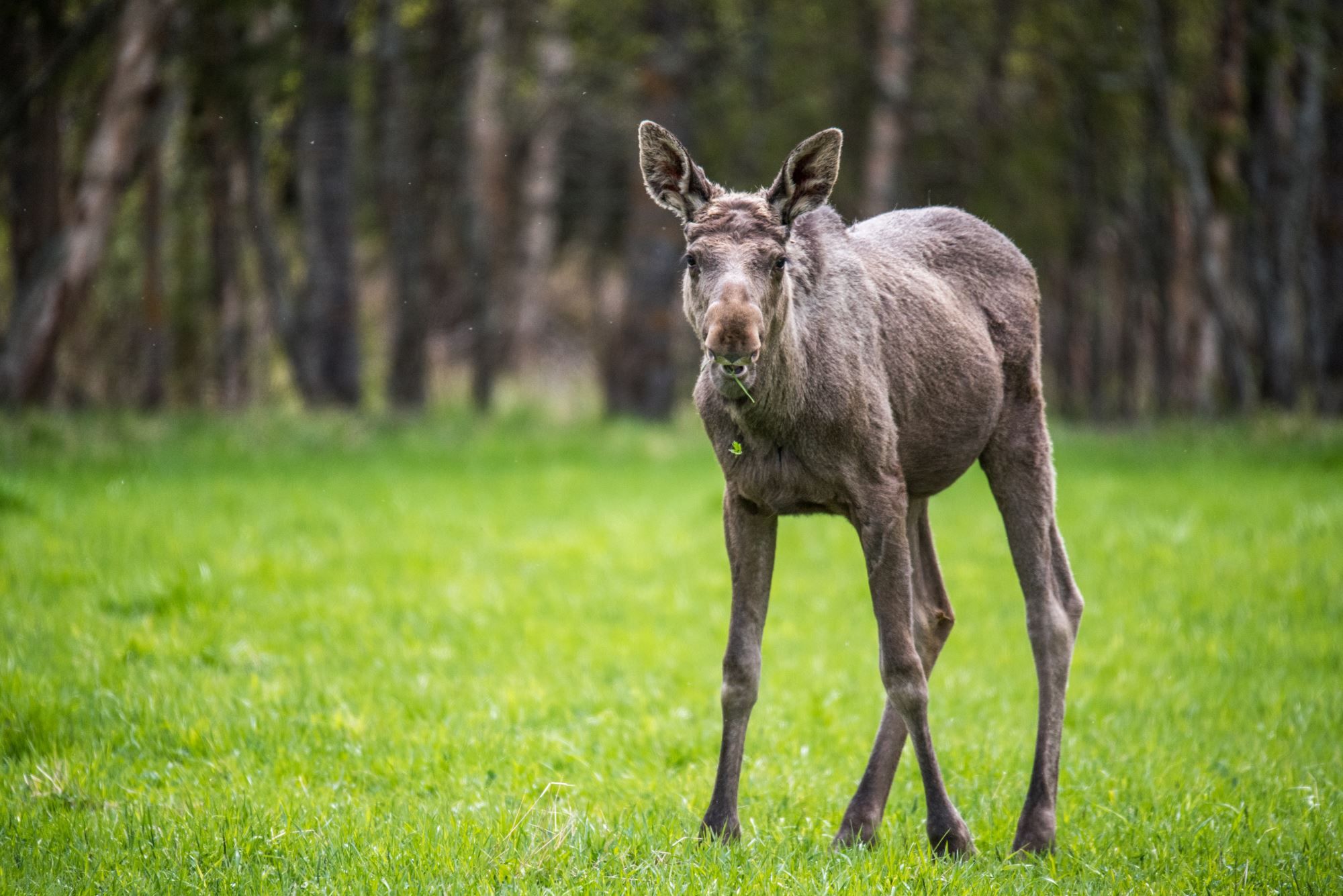 A one year old moose :)