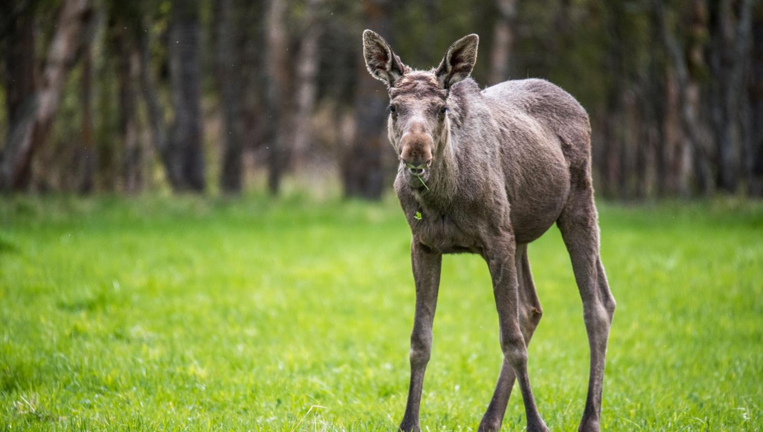 A one year old moose :)