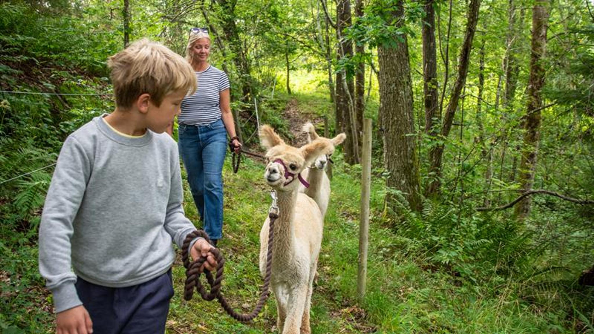 På skogstur med Alpakkaer