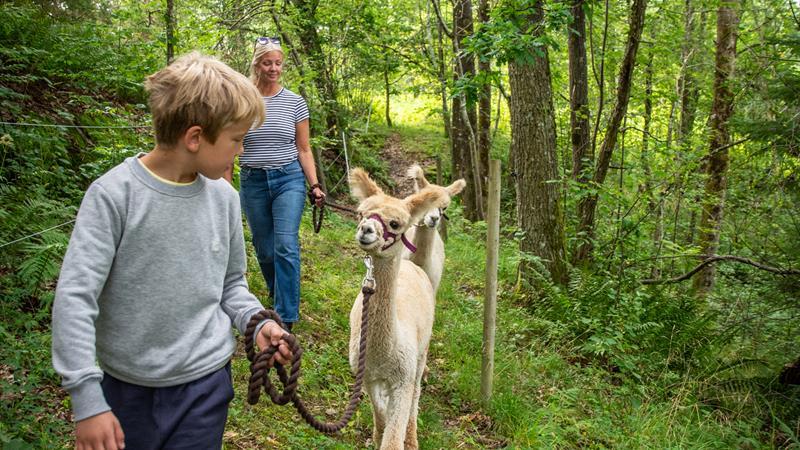 På skogstur med Alpakkaer