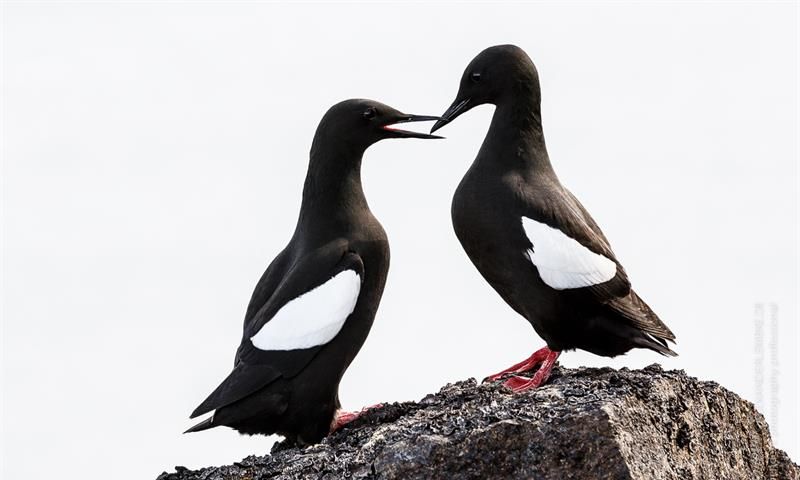 Two black guillemots 