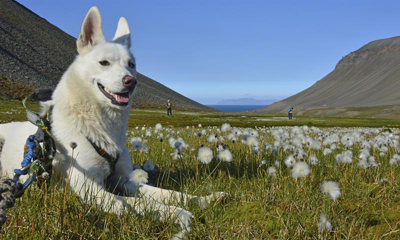 A white dog resting in a meadow of cotton grass, and two persons hiking in a green summer landscape in the background