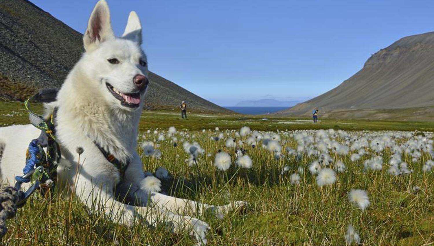 A white dog resting in a meadow of cotton grass, and two persons hiking in a green summer landscape in the background