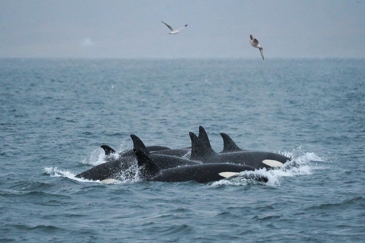 Orcas in the Tromsø region