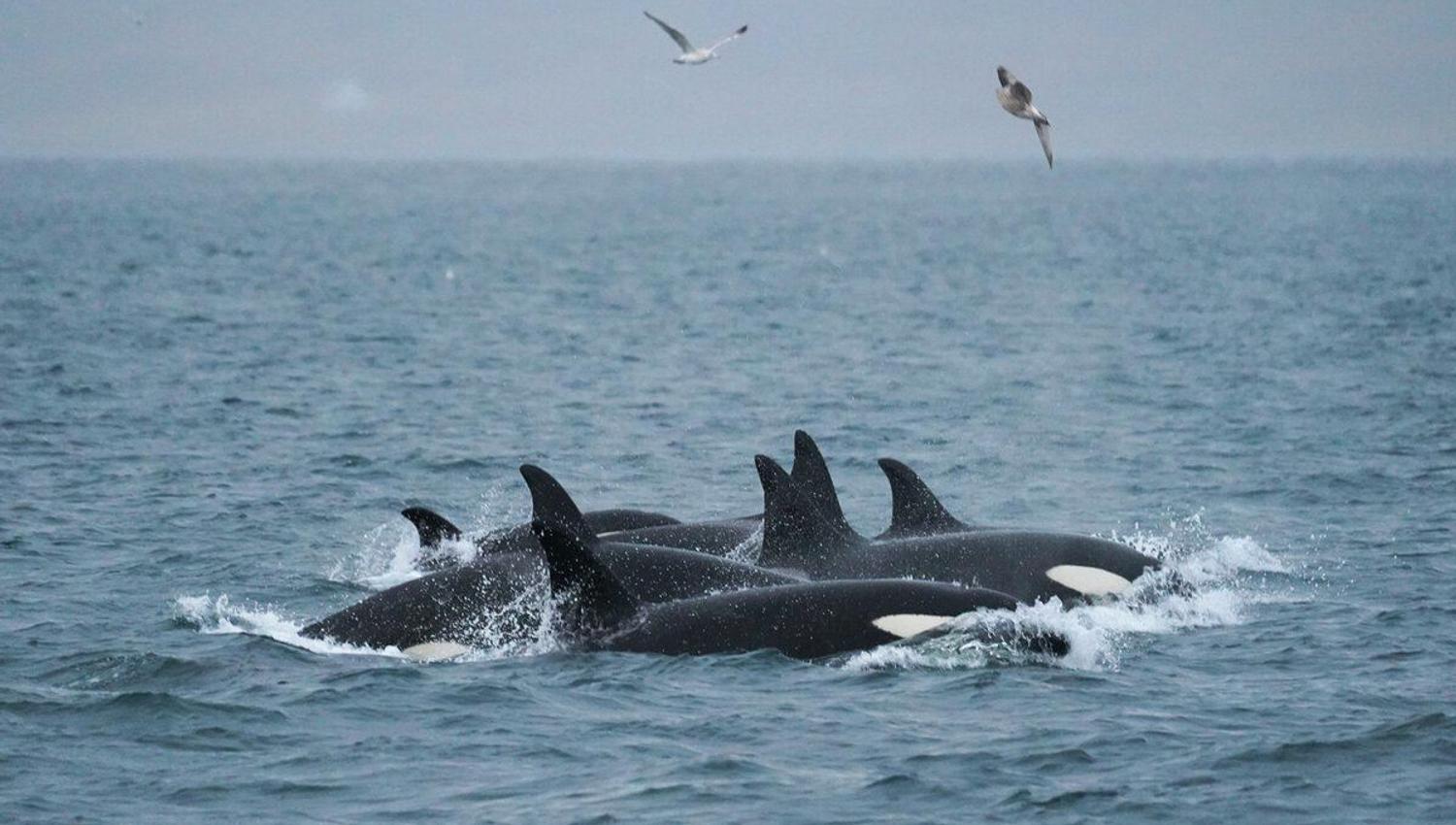Orcas in the Tromsø region