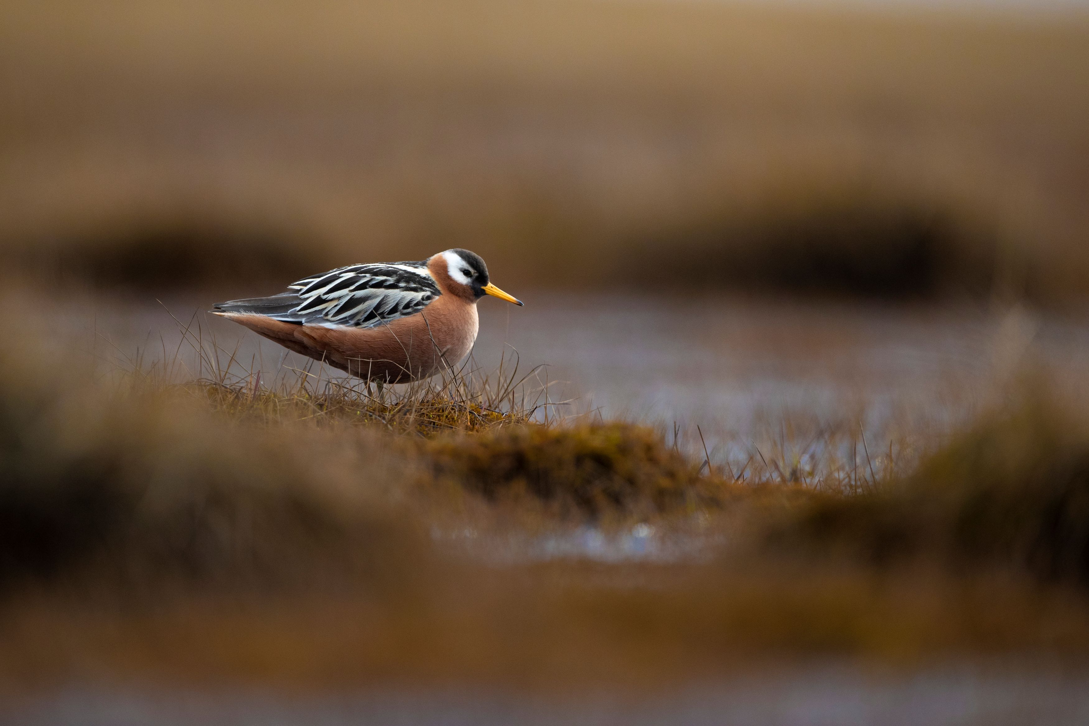 Wader bird standing on tundra.