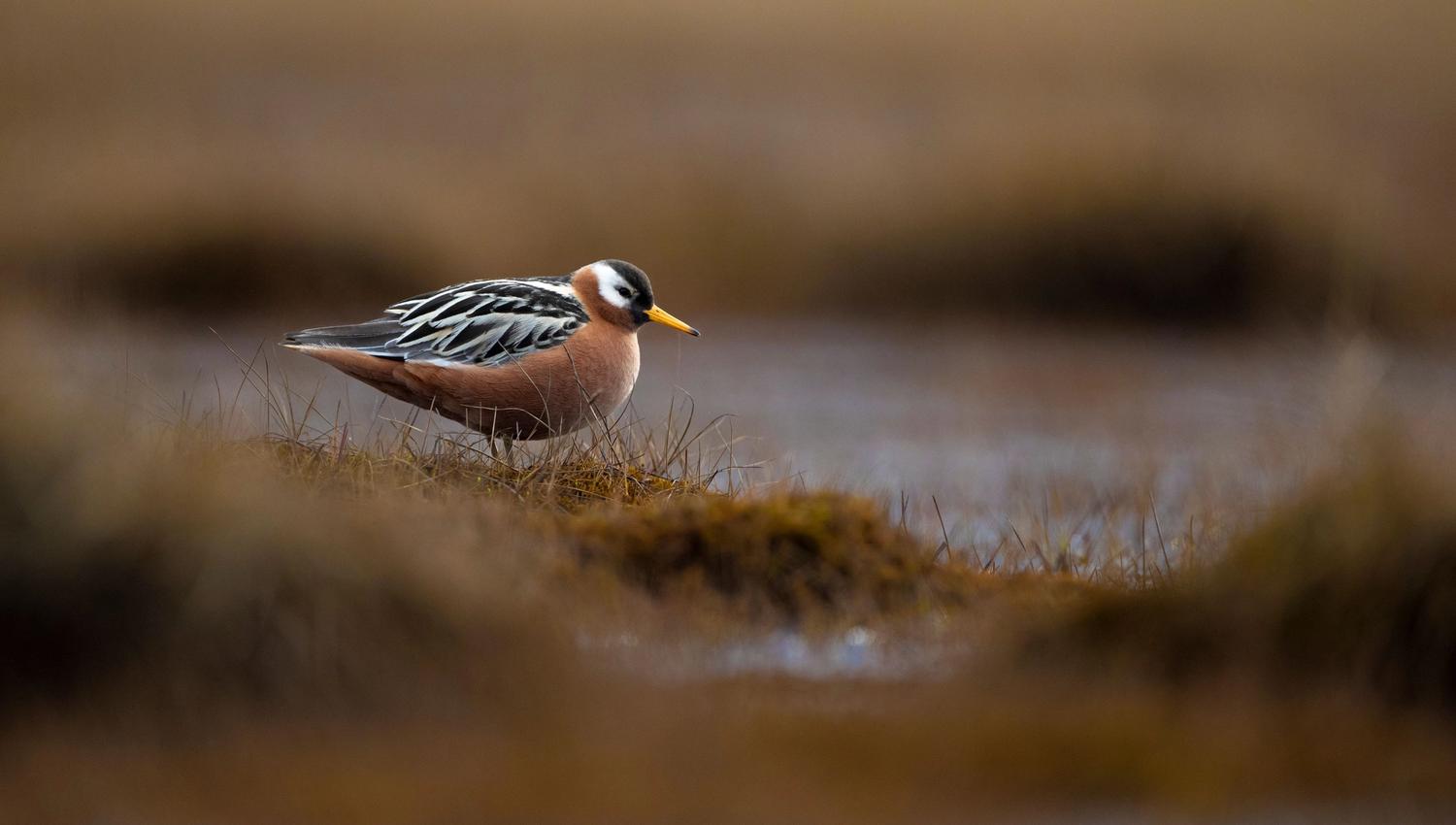 Wader bird standing on tundra.
