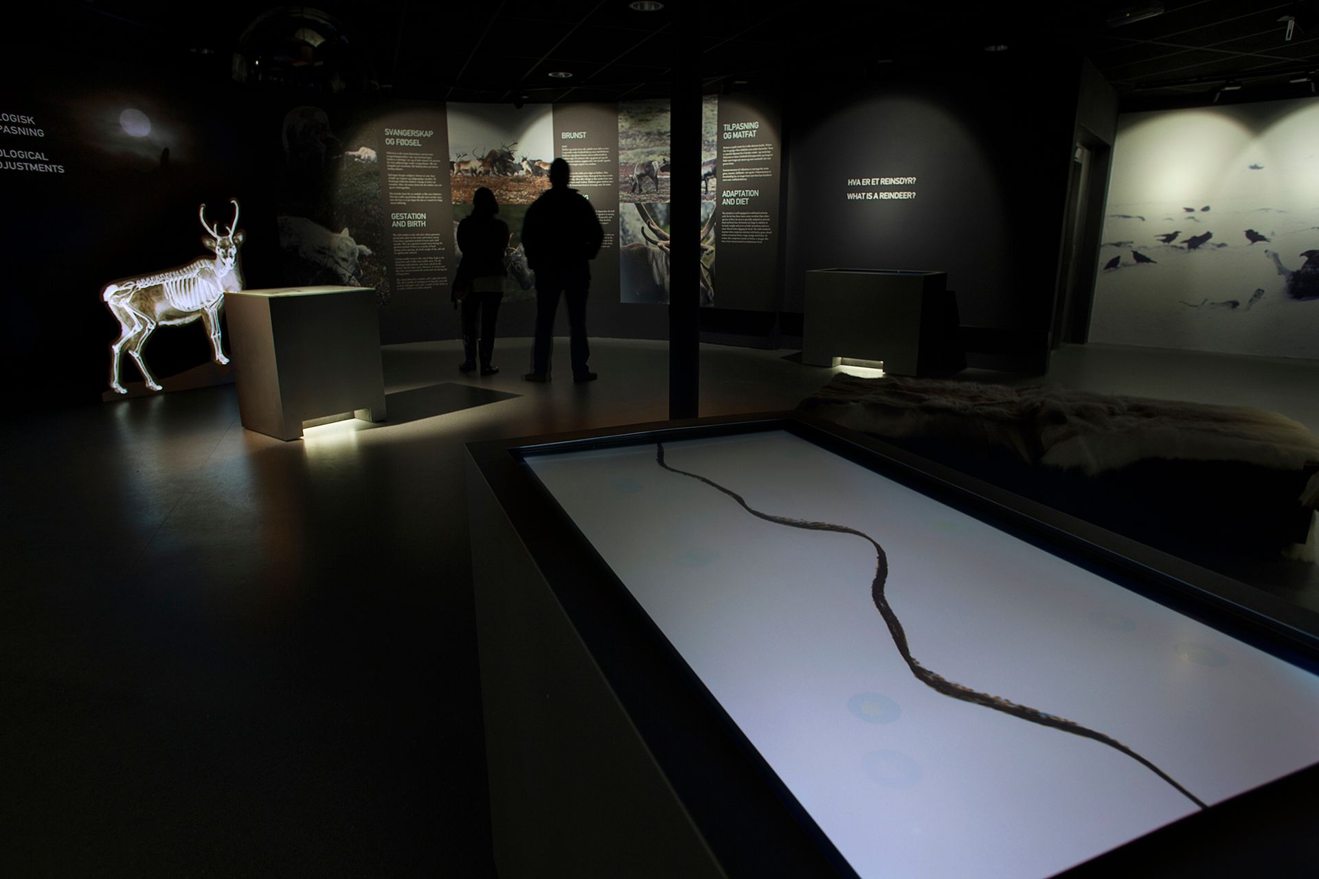 reindeer exhibition at Hardangervidda National Park Center 