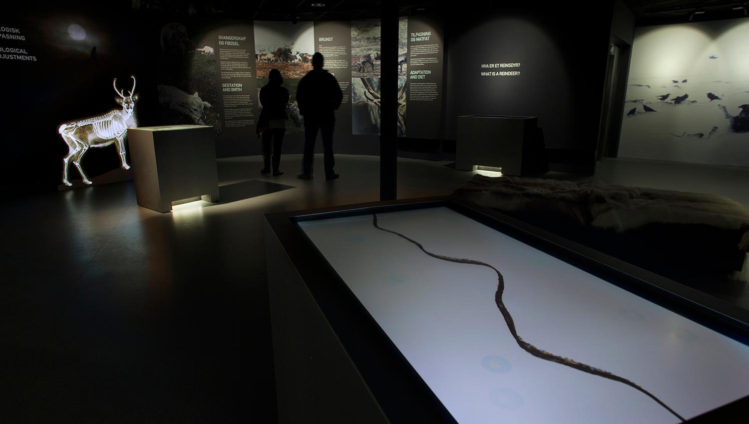 reindeer exhibition at Hardangervidda National Park Center