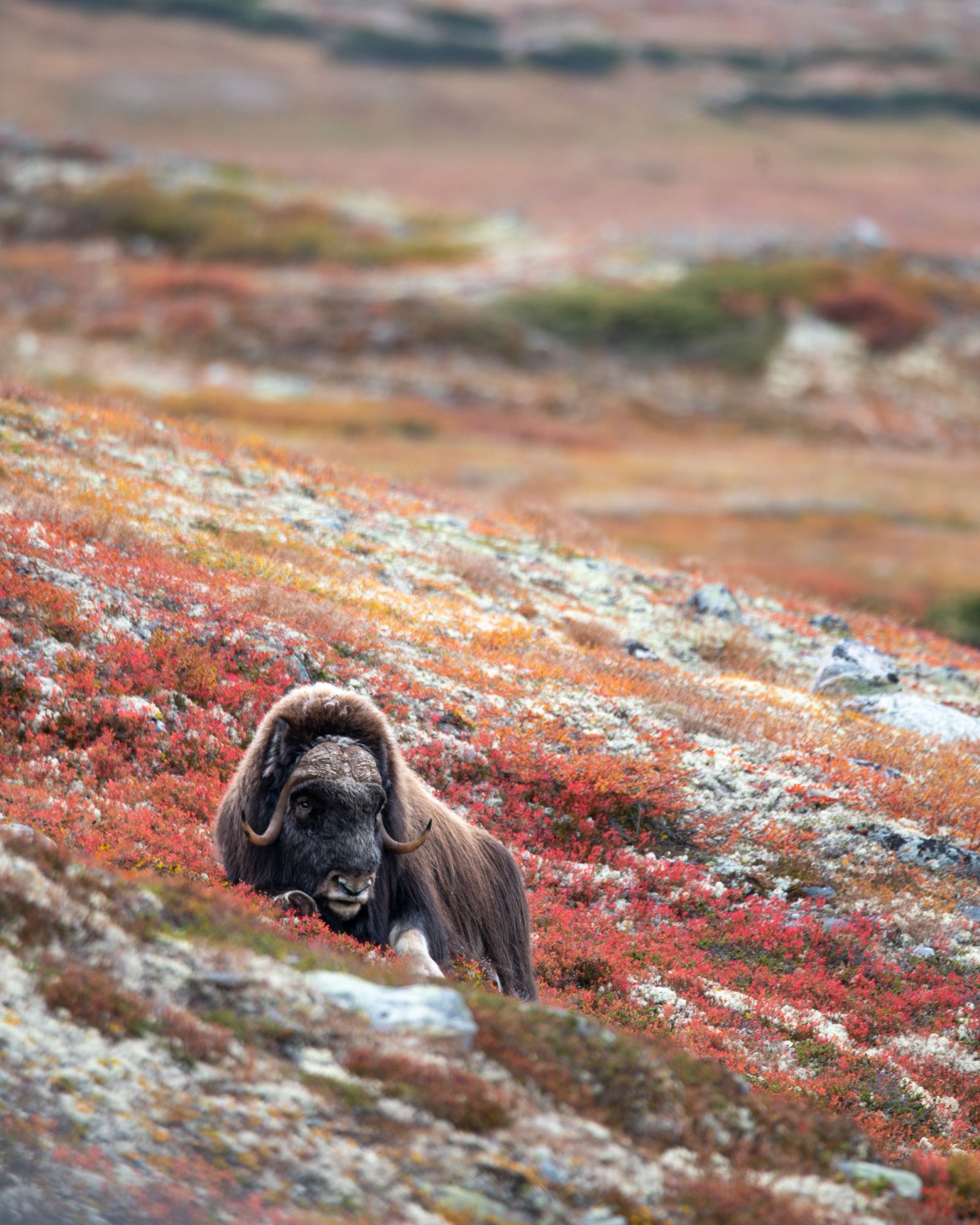 Moskussafari m/personlig guide, 2 dager