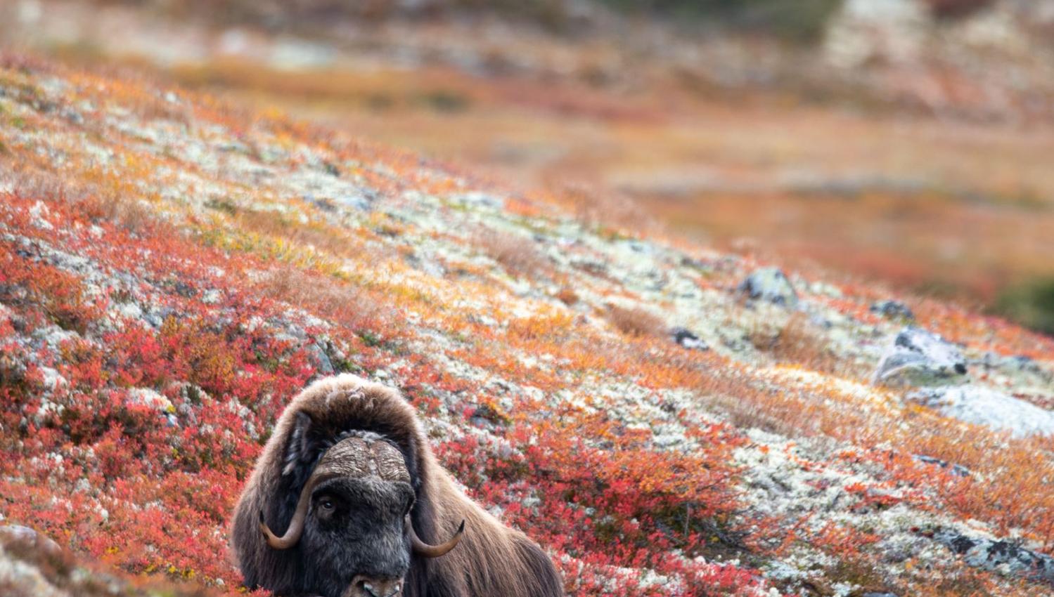 Moskussafari m/personlig guide, 2 dager