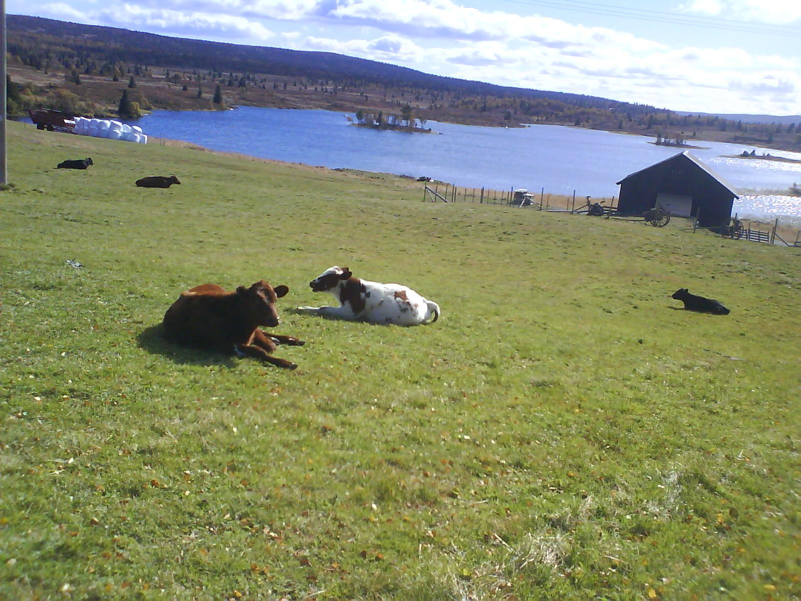 Lauvsjøstølen, Golsfjellet Vest, Norge