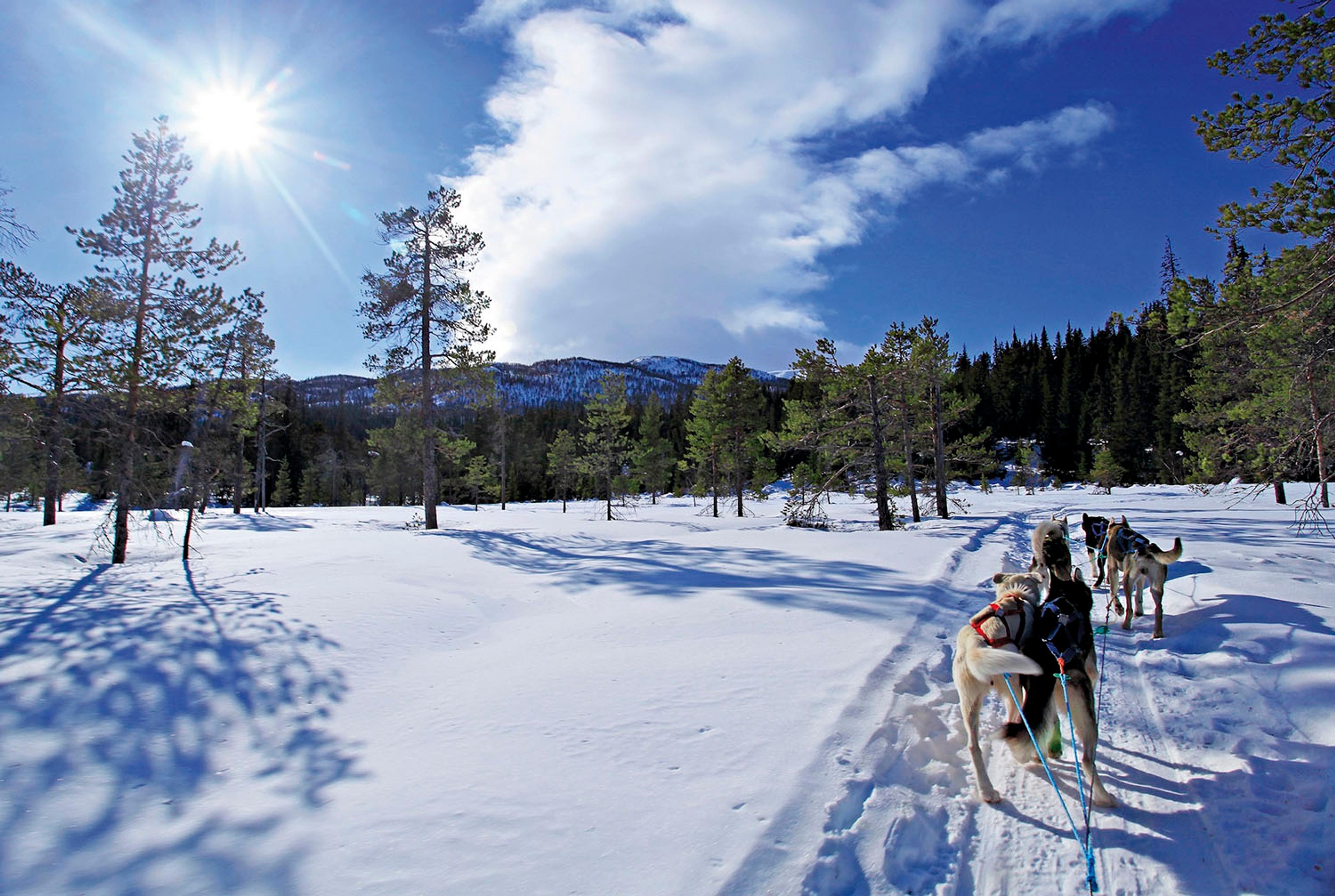 web_Half day_Beito Husky Tours