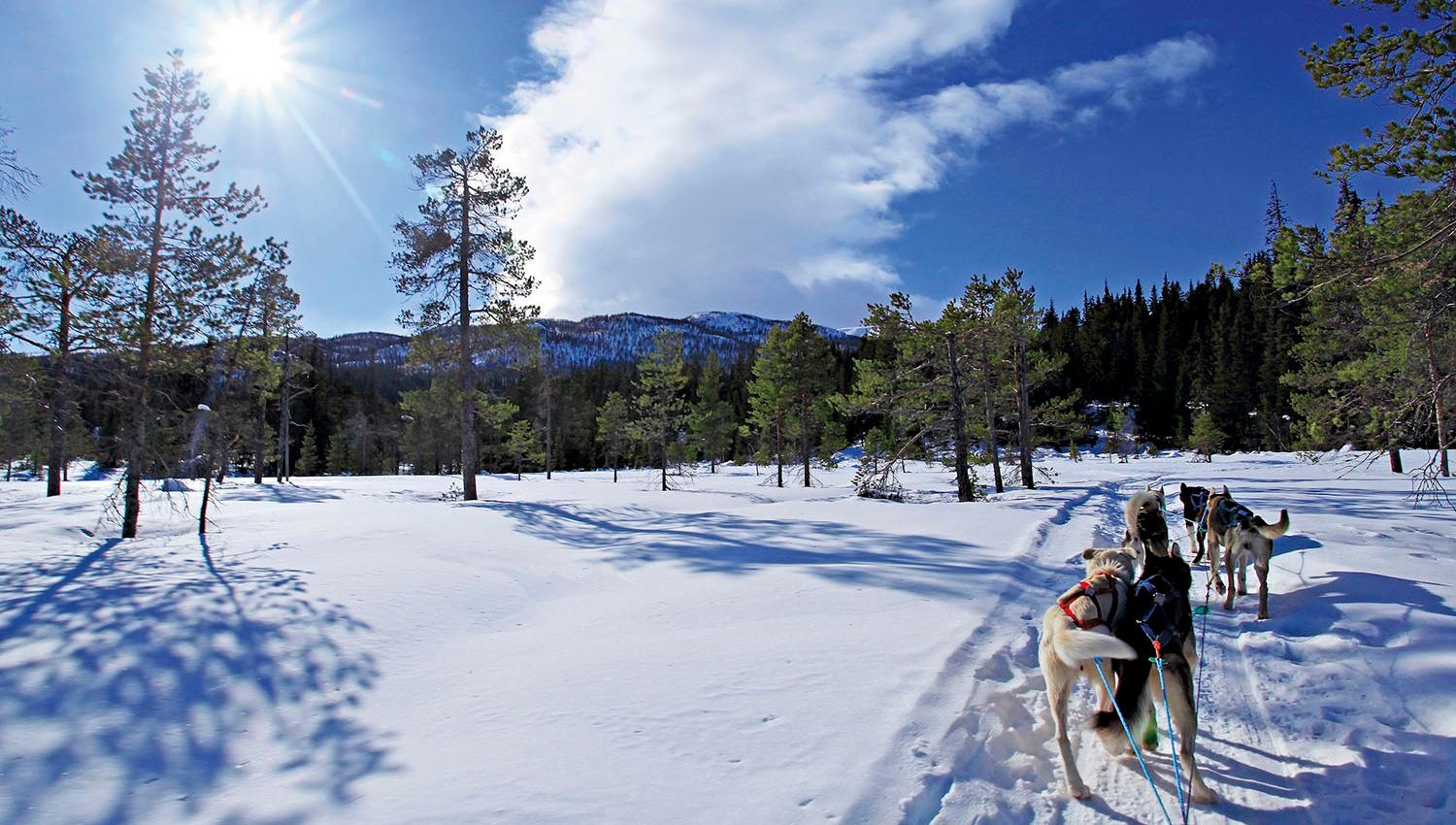 Dog team sledding through open forest