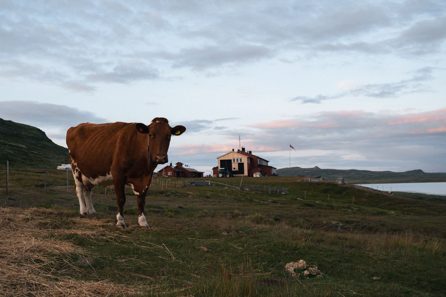 Hardangervidda x Yrjan Olsnes 2021-08527