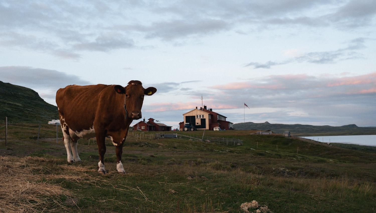 Hardangervidda x Yrjan Olsnes 2021-08527