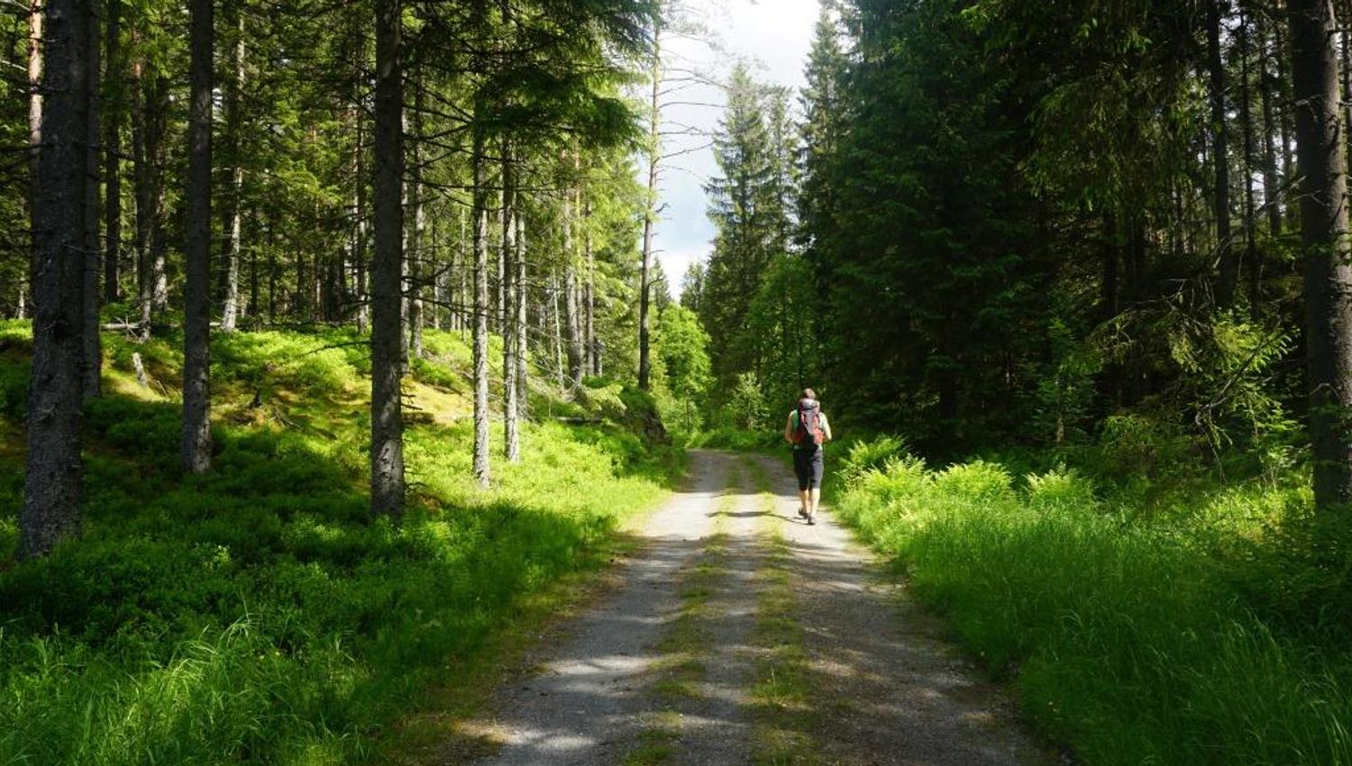 Pilegrimsleden på vei mot Fløyta