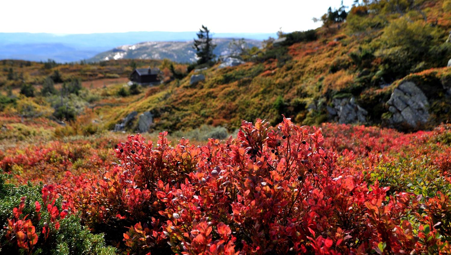 Rød lyng, med fjell og hytte i bakgrunnen.