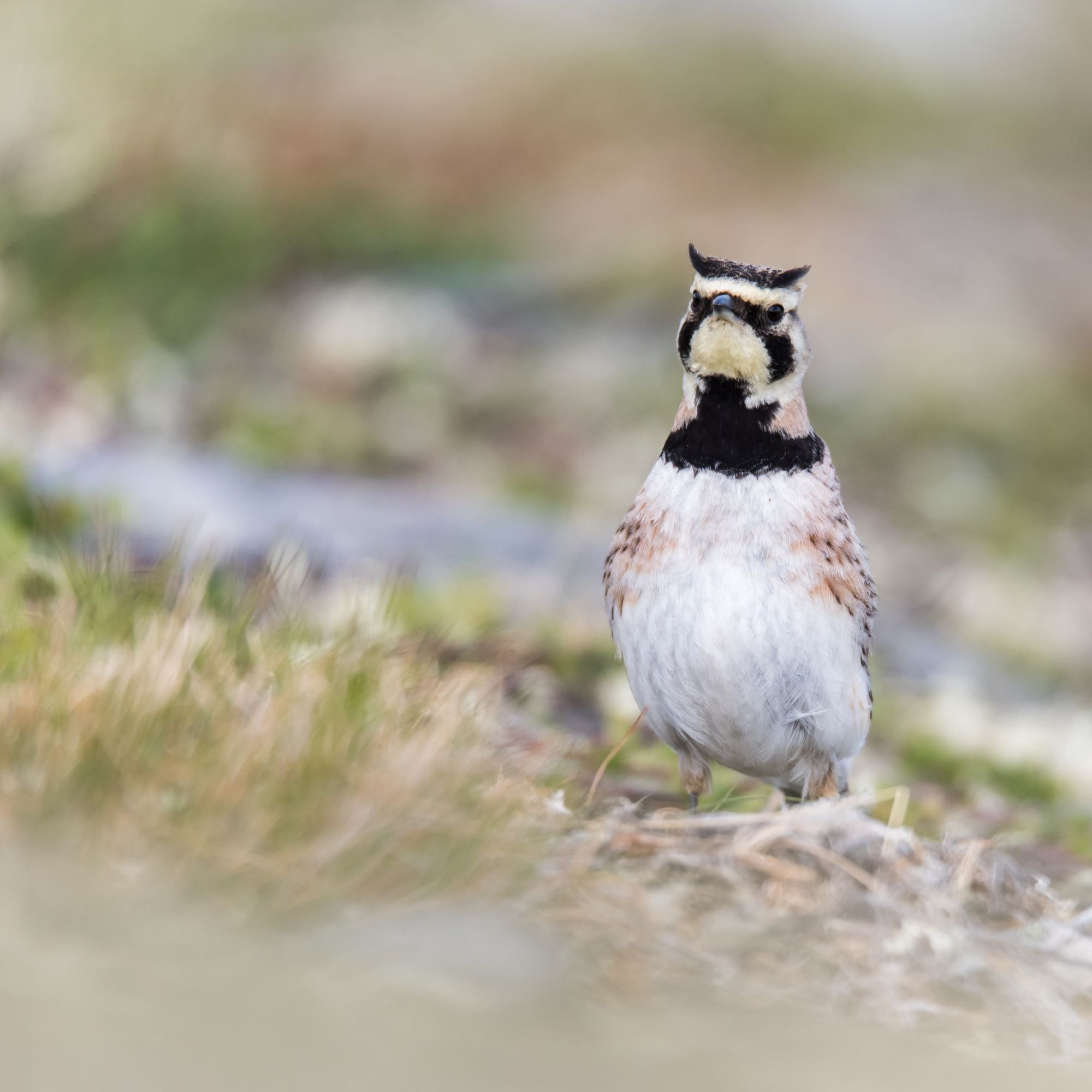 Bird watching with guide