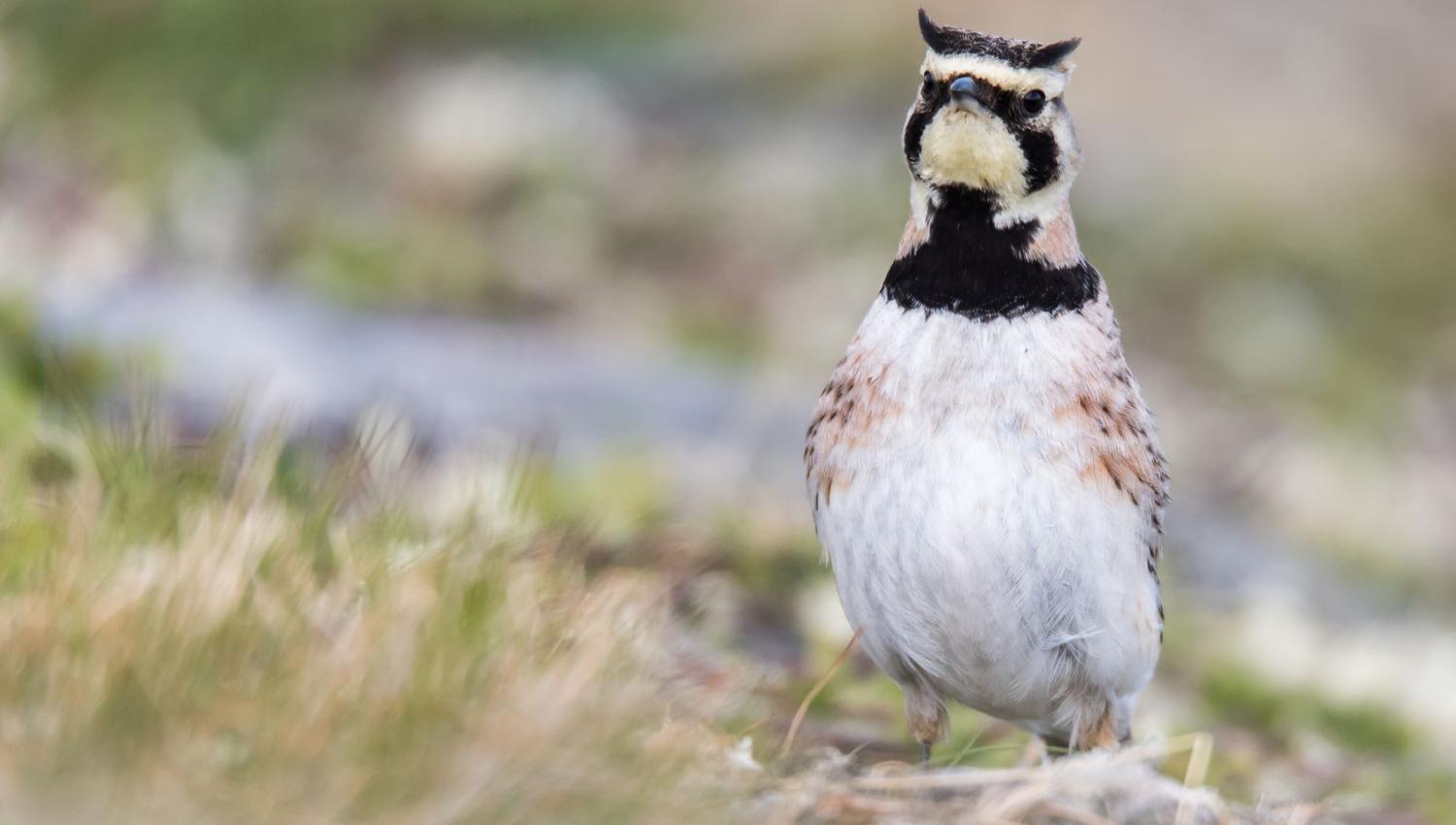 Bird watching with guide
