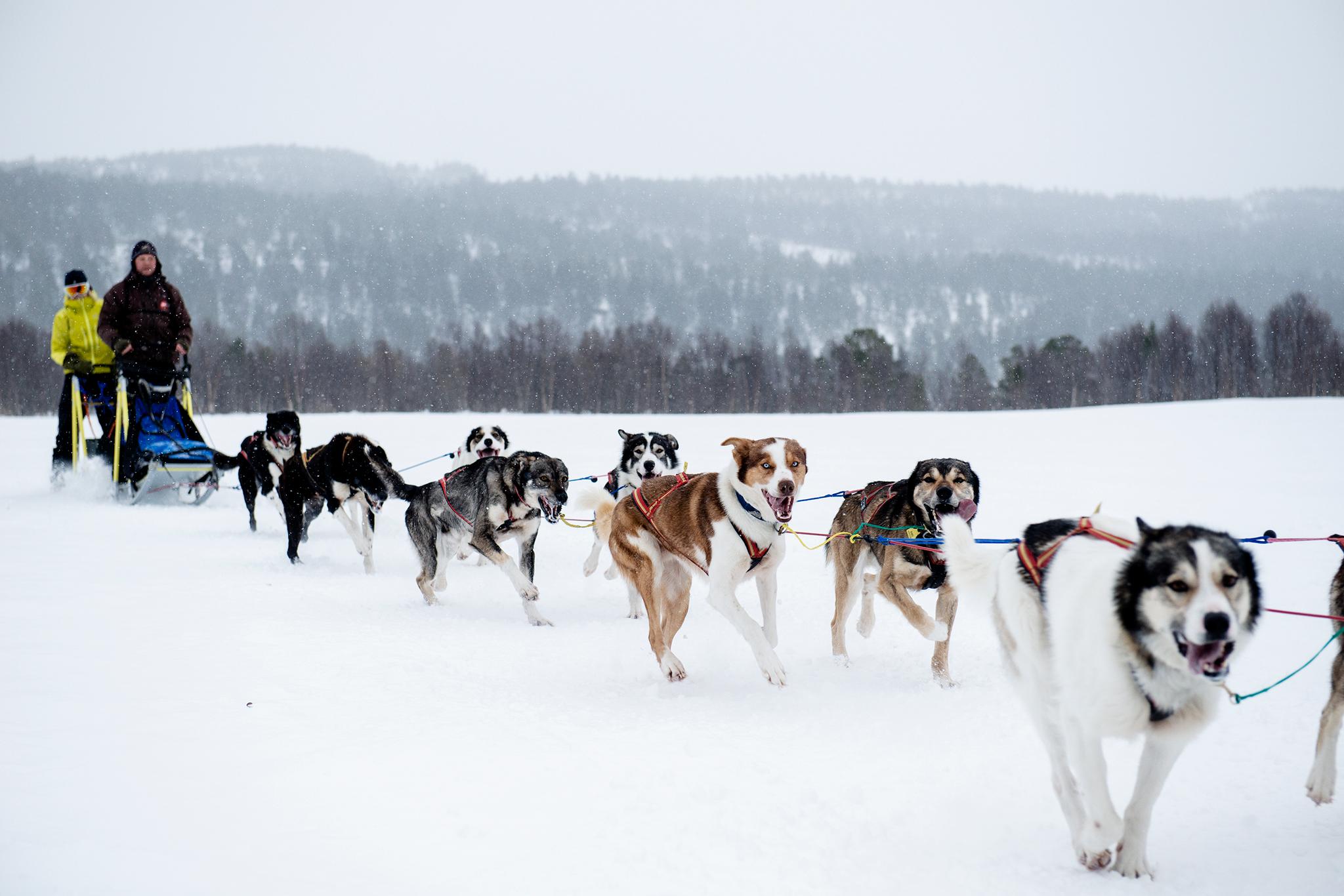 Trollheimen Husky