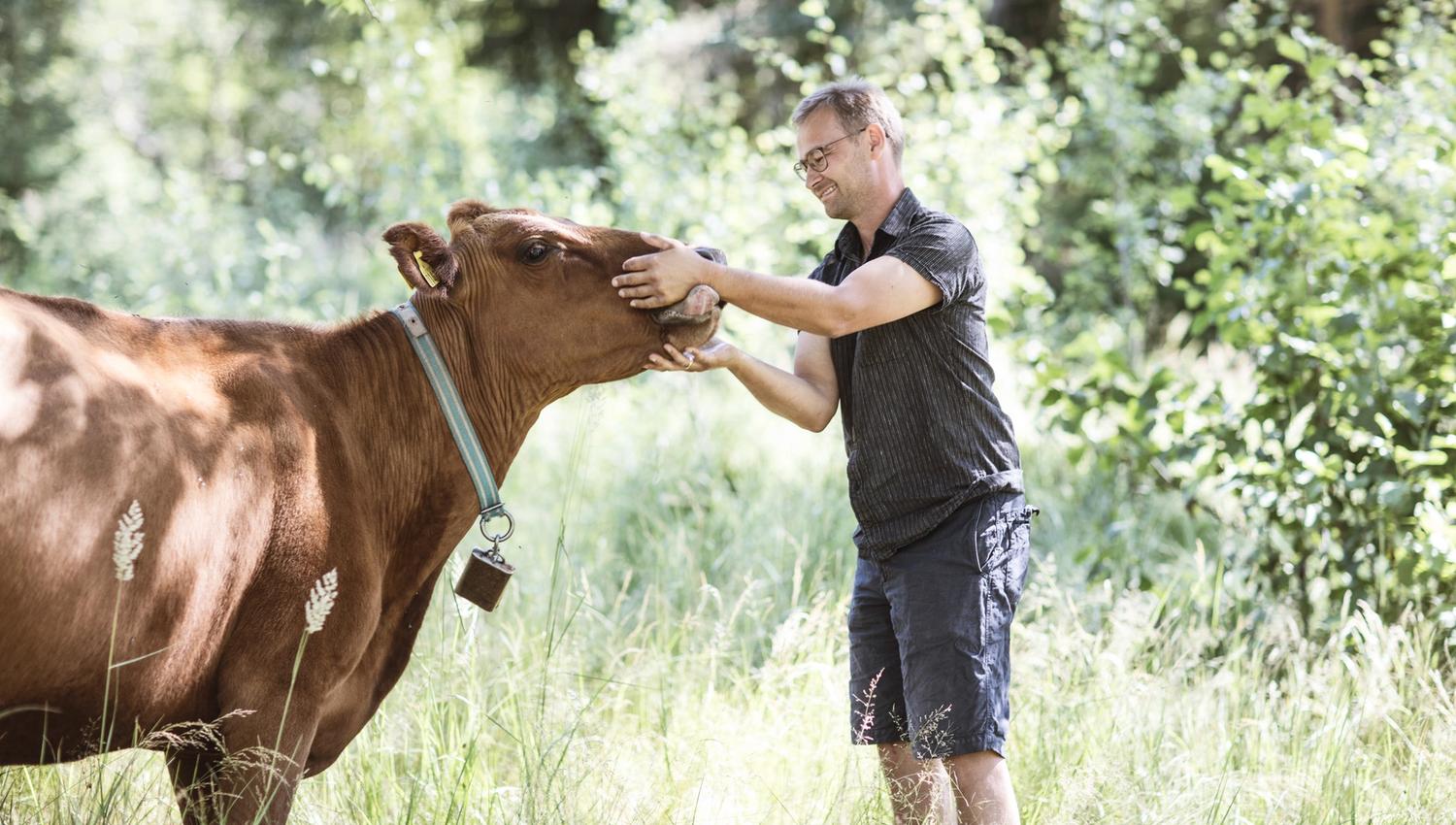 en mann som klapper en ku