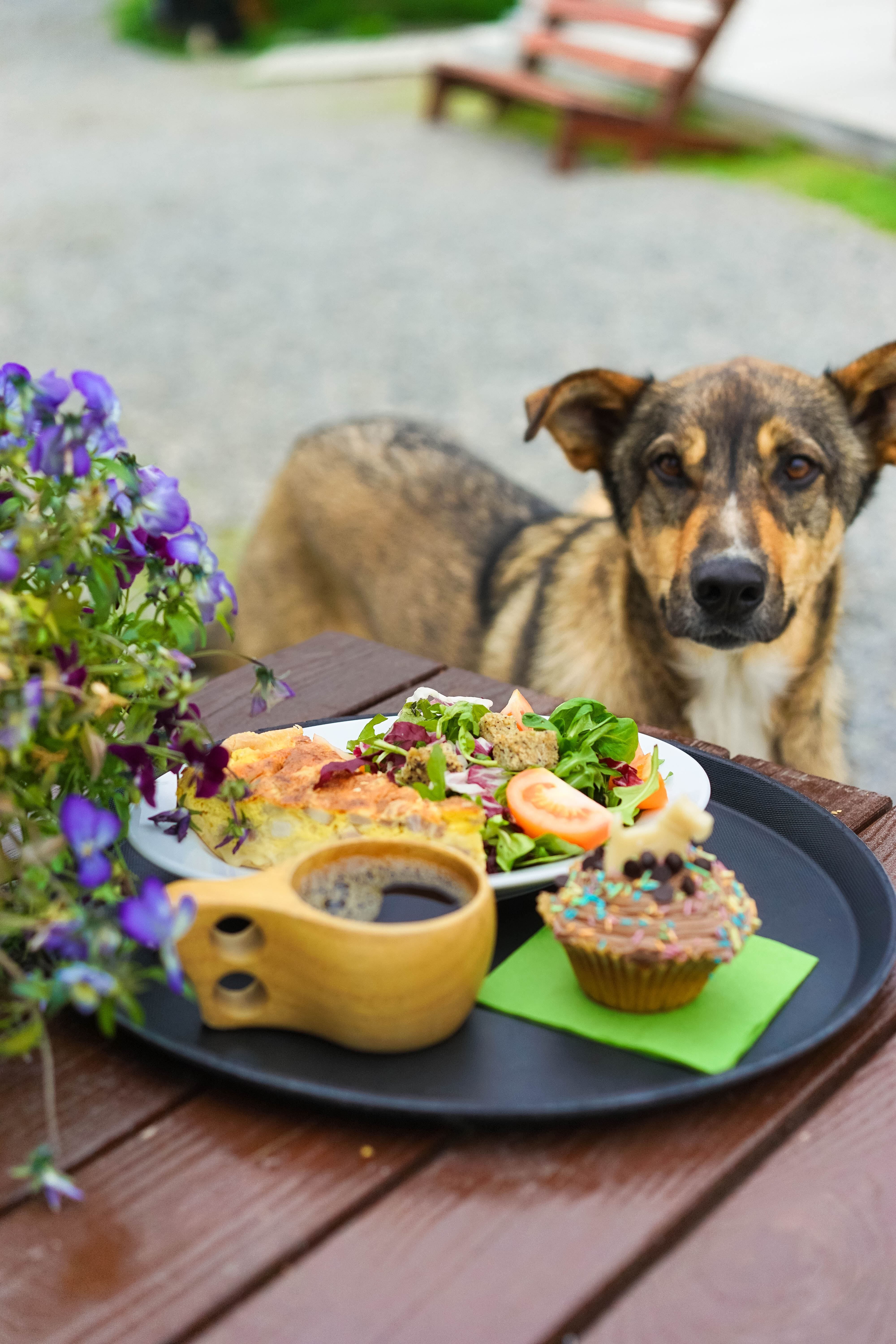 Lunch on a table and a dog besides the table