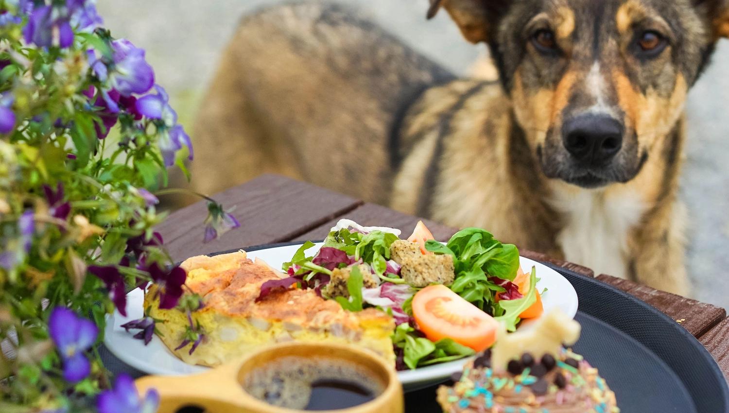 Lunch on a table and a dog besides the table