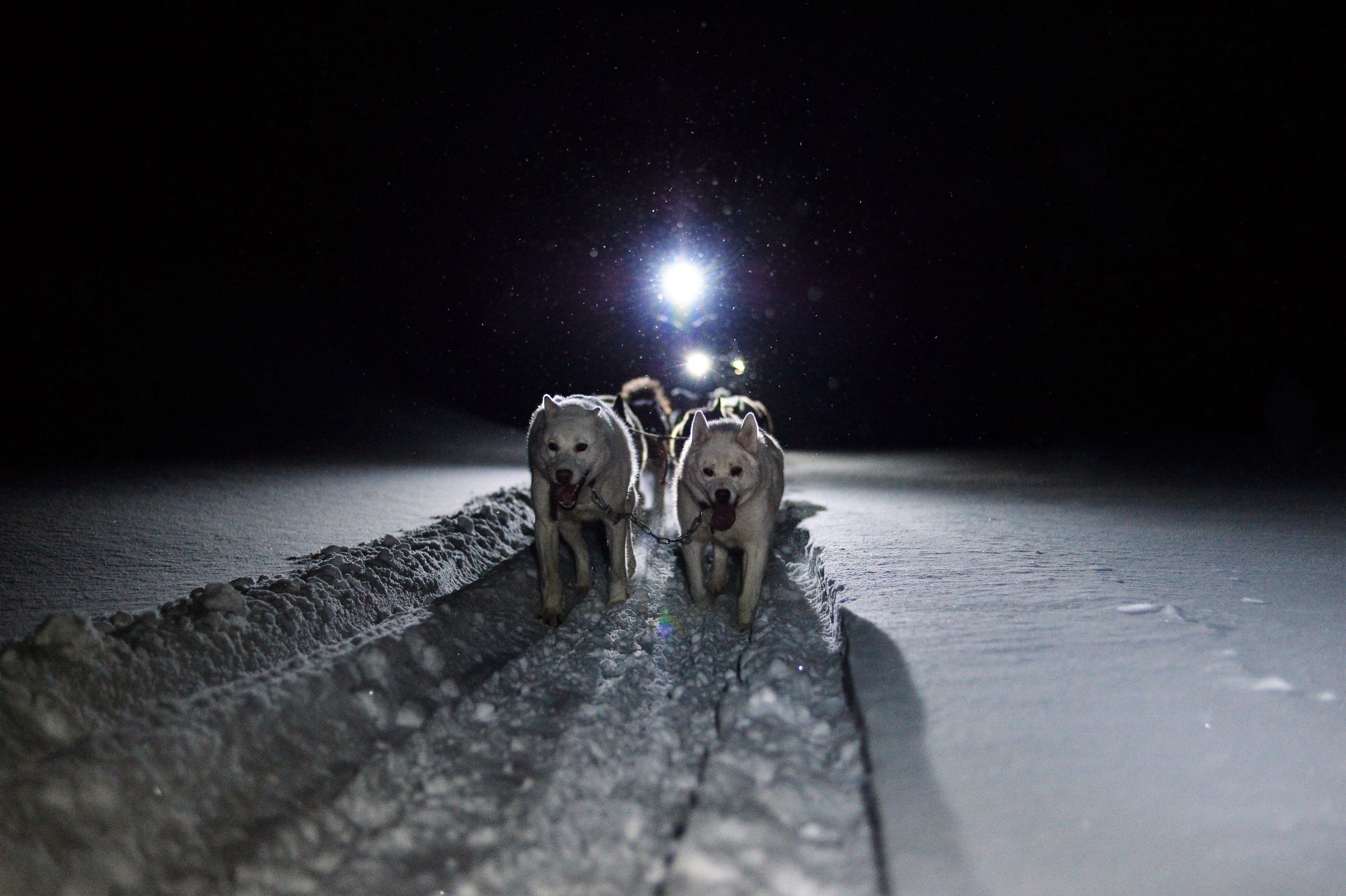 Dogs pull a dogsled through the snow in the polar night.