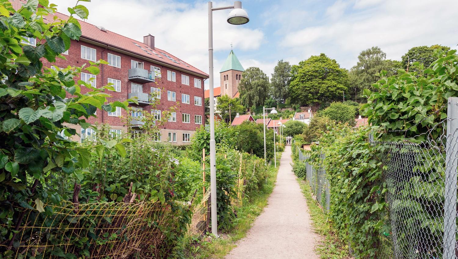 Stien gjennom kolonihagen.