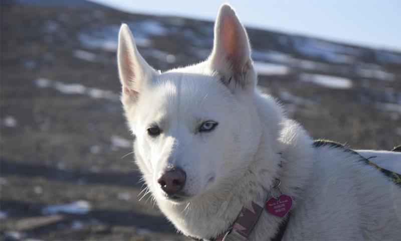 Nærbilde av en hvit hund