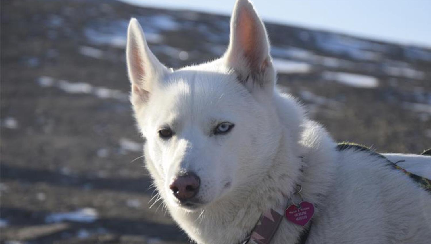 Nærbilde av en hvit hund