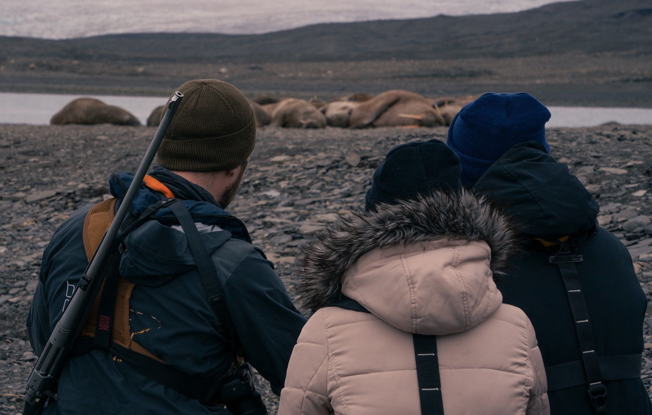 A guide with a gun and two guests observing walruses from afar
