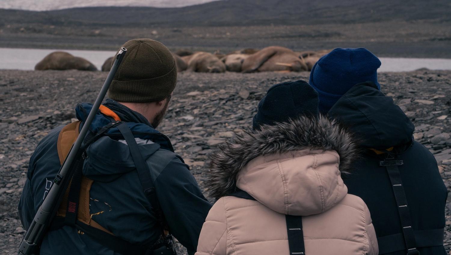A guide with a gun and two guests observing walruses from afar