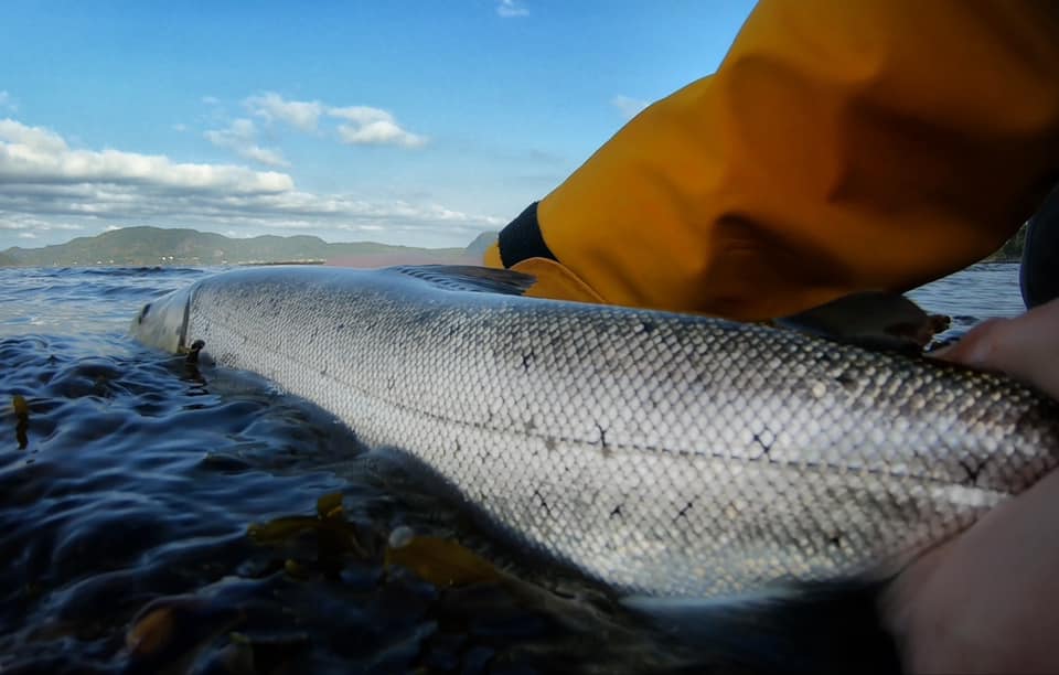Fiskejegeren sjøørret